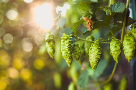 Hops: Liệu Chúng Có Là Nguyên Liệu Mới Cho Ngành Công Nghiệp Bia Tiêu Chuẩn?